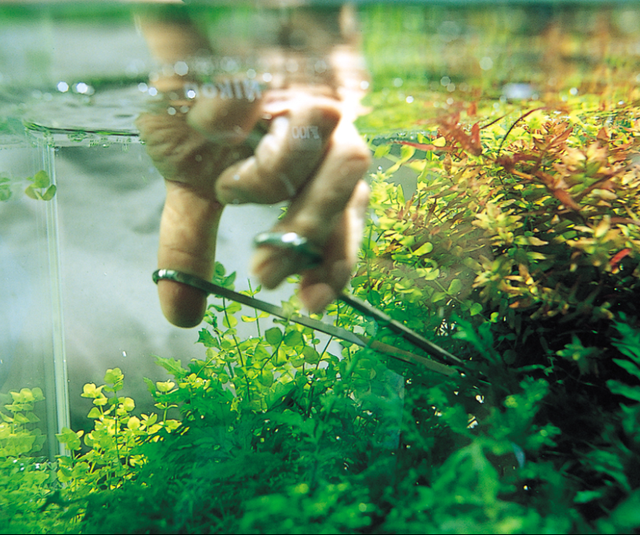 Aquascaping Tools | Aquastetics